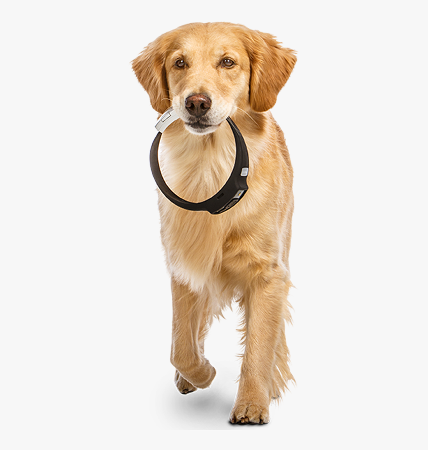 Iot Based Wearable Device For Pets, HD Png Download, Free Download