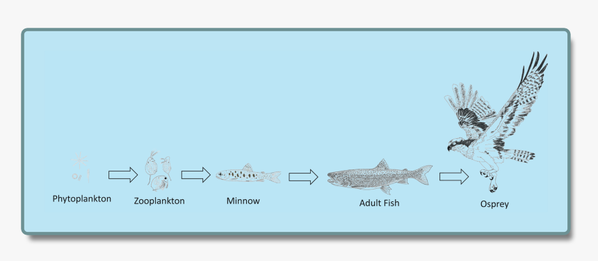 Simple Lake Food Chain, HD Png Download, Free Download