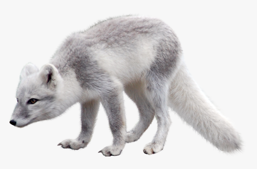 Arctic Fox Png, Transparent Png, Free Download