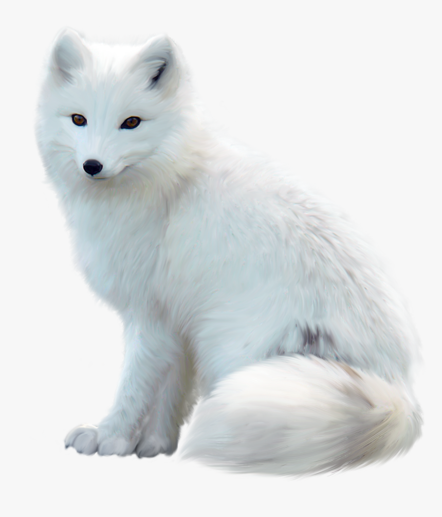 White Fox Png Pic - Arctic Fox White Background, Transparent Png, Free Download