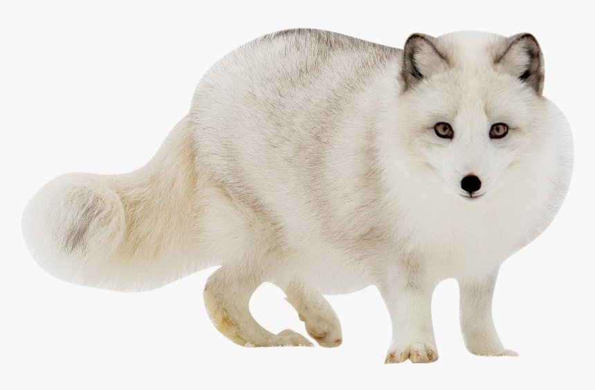 White Fox Transparent Images - Flora And Fauna Of Tundra Region, HD Png Download, Free Download