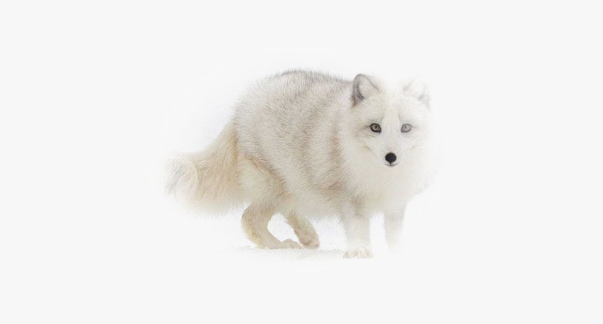 White Fox Png Image - Arctic Fox, Transparent Png, Free Download