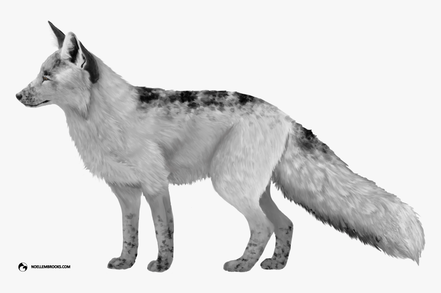 Domesticated Silver Fox Drawing, HD Png Download, Free Download