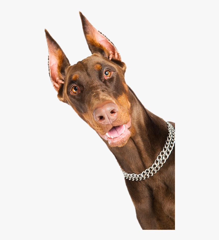 Doberman White, HD Png Download, Free Download