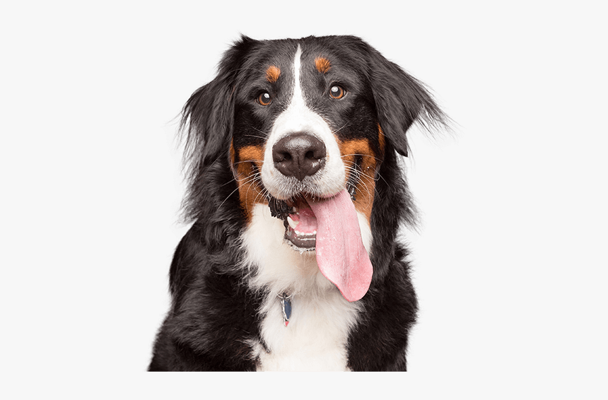 Embraced Since - Dog Picture With Transparent, HD Png Download, Free Download
