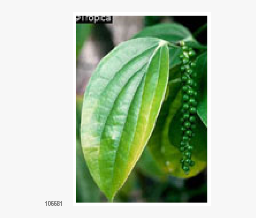 Pepper Plant Png -herbs Black Pepper 20 Seeds, Lat - Piper Nigrum, Transparent Png, Free Download