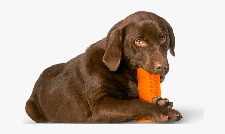 Labrador Retriever, HD Png Download, Free Download