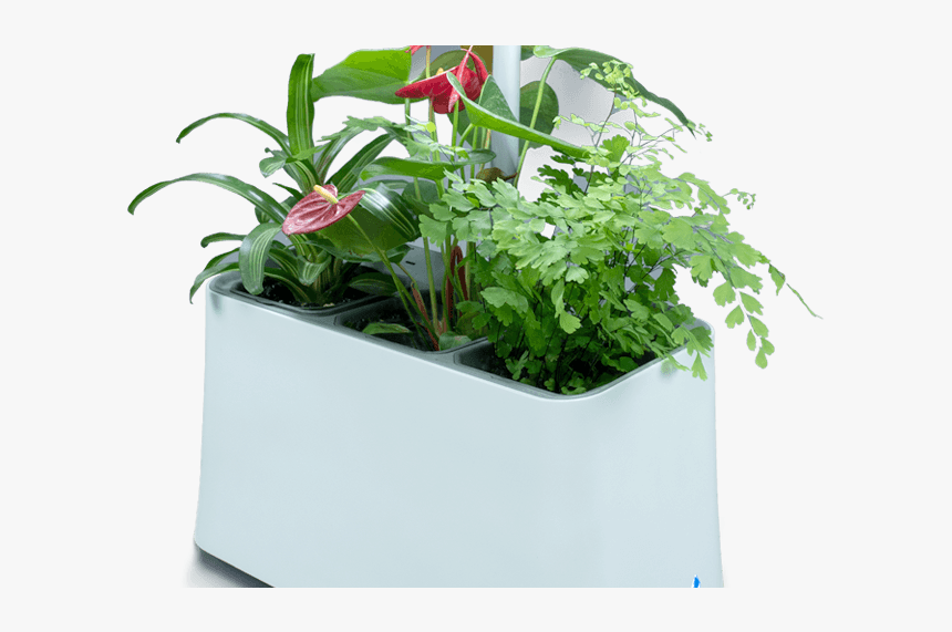 Plant-based Air Purifier, More Than Just Indoor Plants - Flowerpot, HD Png Download, Free Download