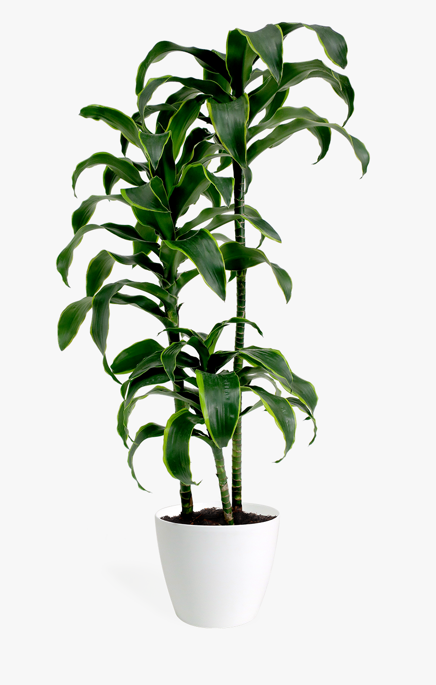 House Plant Transparent, HD Png Download, Free Download