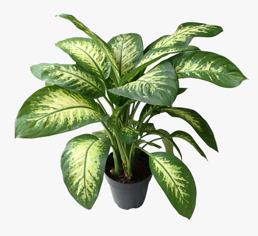 Tipos De Plantas Amazonicas, HD Png Download, Free Download