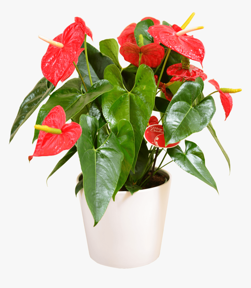 Anthurium Red - Anthurium Flower Plant Png, Transparent Png, Free Download