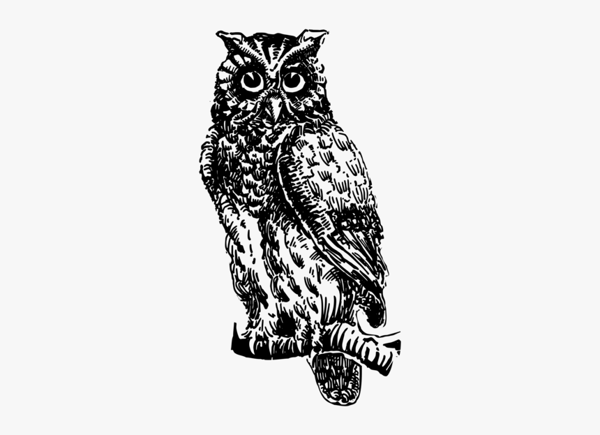 Owl,art,visual Arts - Gambar Burung Hantu Hitam Putih, HD Png Download, Free Download