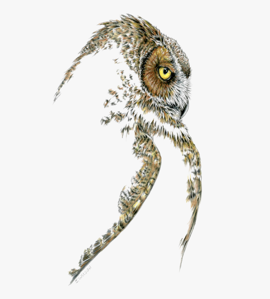 Great Horned Owl Profile-limited Edition Print - Bird Of Prey, HD Png Download, Free Download