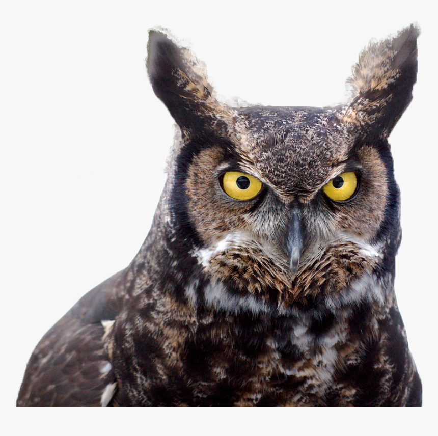 Great Horned Owl - Birds Hear, HD Png Download, Free Download