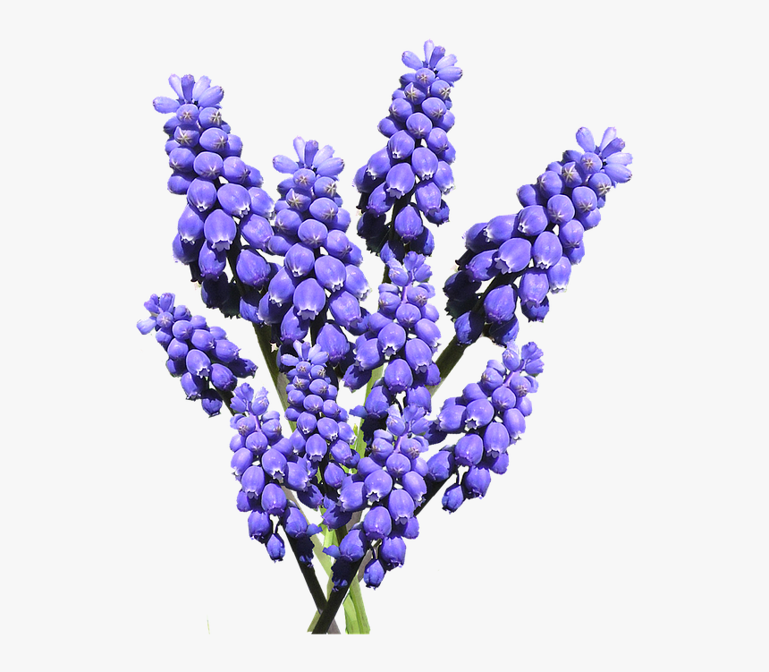 Hyacinth Bluebonnet Clipart - Transparent Background Hyacinth, HD Png Download, Free Download