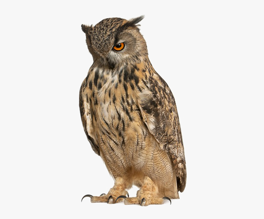 Owl Free Png Image - Eurasian Eagle Owl Png, Transparent Png, Free Download