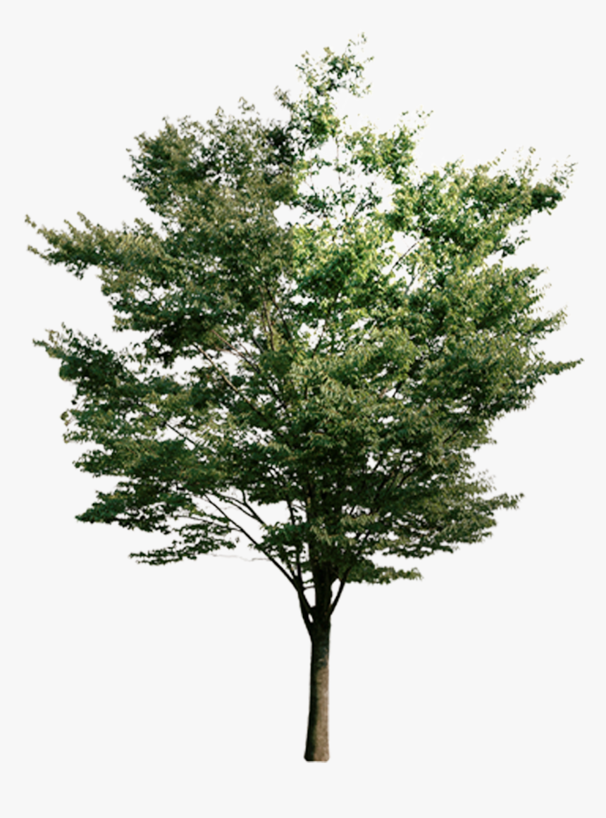 On Resource Look Tree Trees Down Euclidean Clipart - Tree, HD Png Download, Free Download