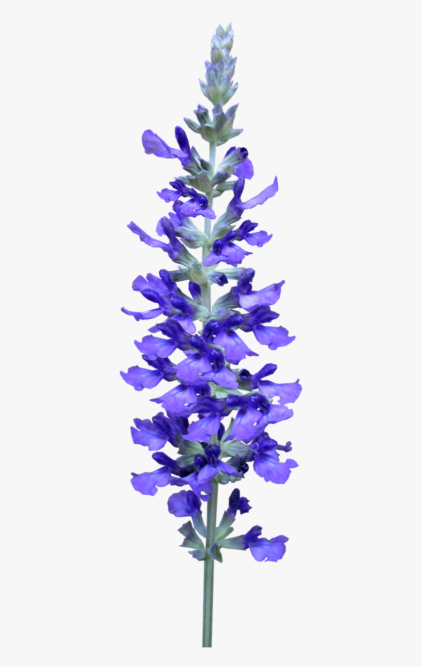 Flower, Blue, Stem, Plant, Garden Cut Out,free Pictures, - Bluebonnet, HD Png Download, Free Download