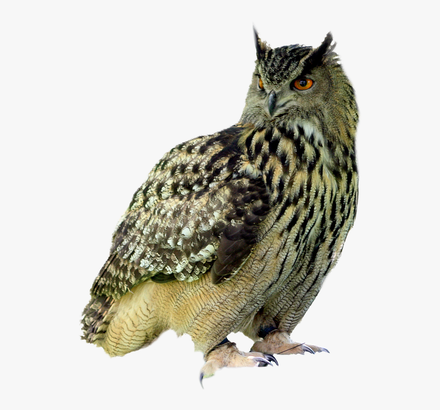 Owl Png - Chouette Sur Fond Blanc, Transparent Png, Free Download