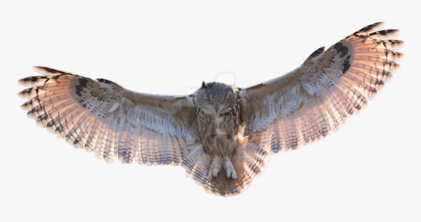 Great Horned Owl Png, Transparent Png, Free Download