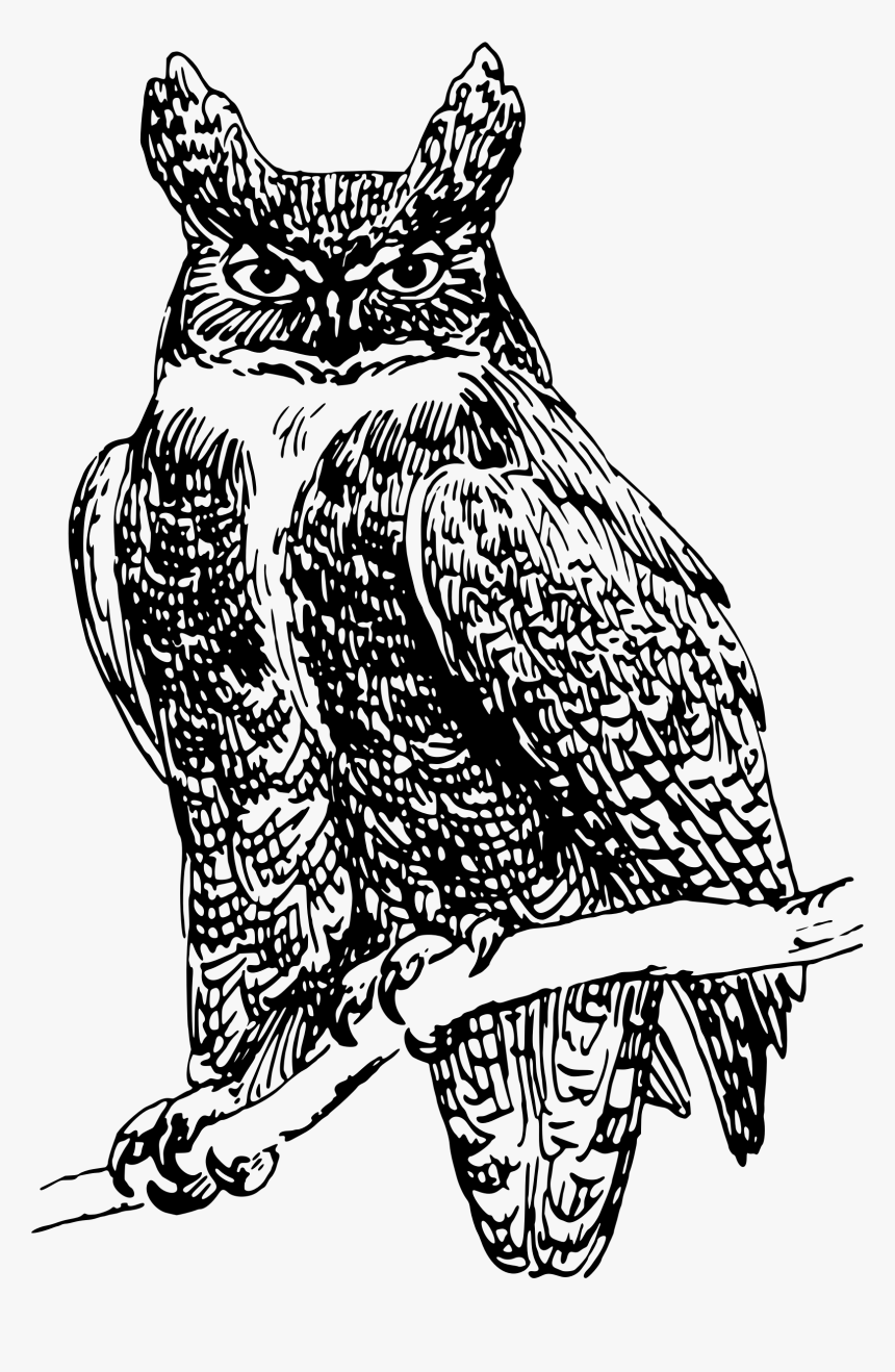 Owl 7 Clip Arts - Owl, HD Png Download, Free Download