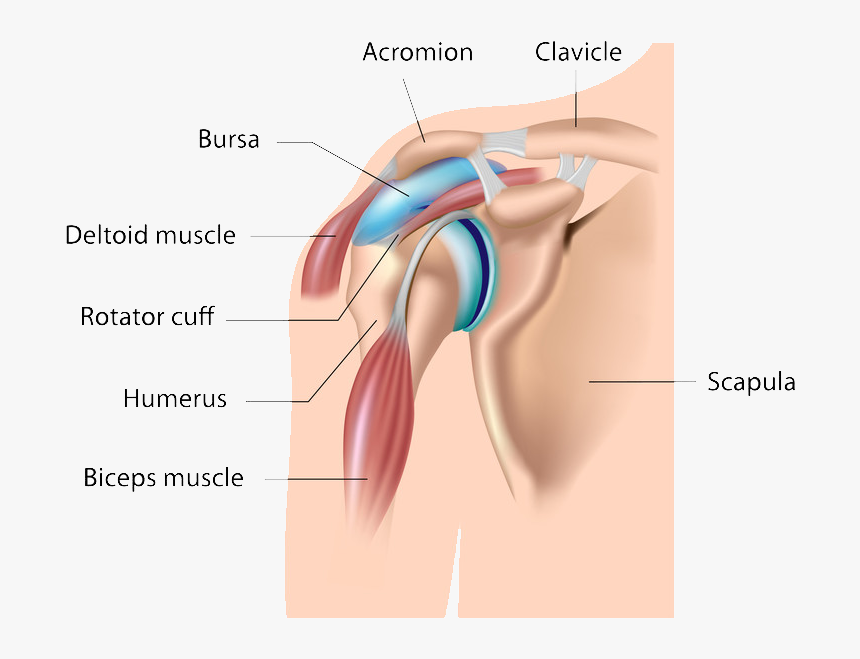 Shoulder Bursitis, HD Png Download, Free Download