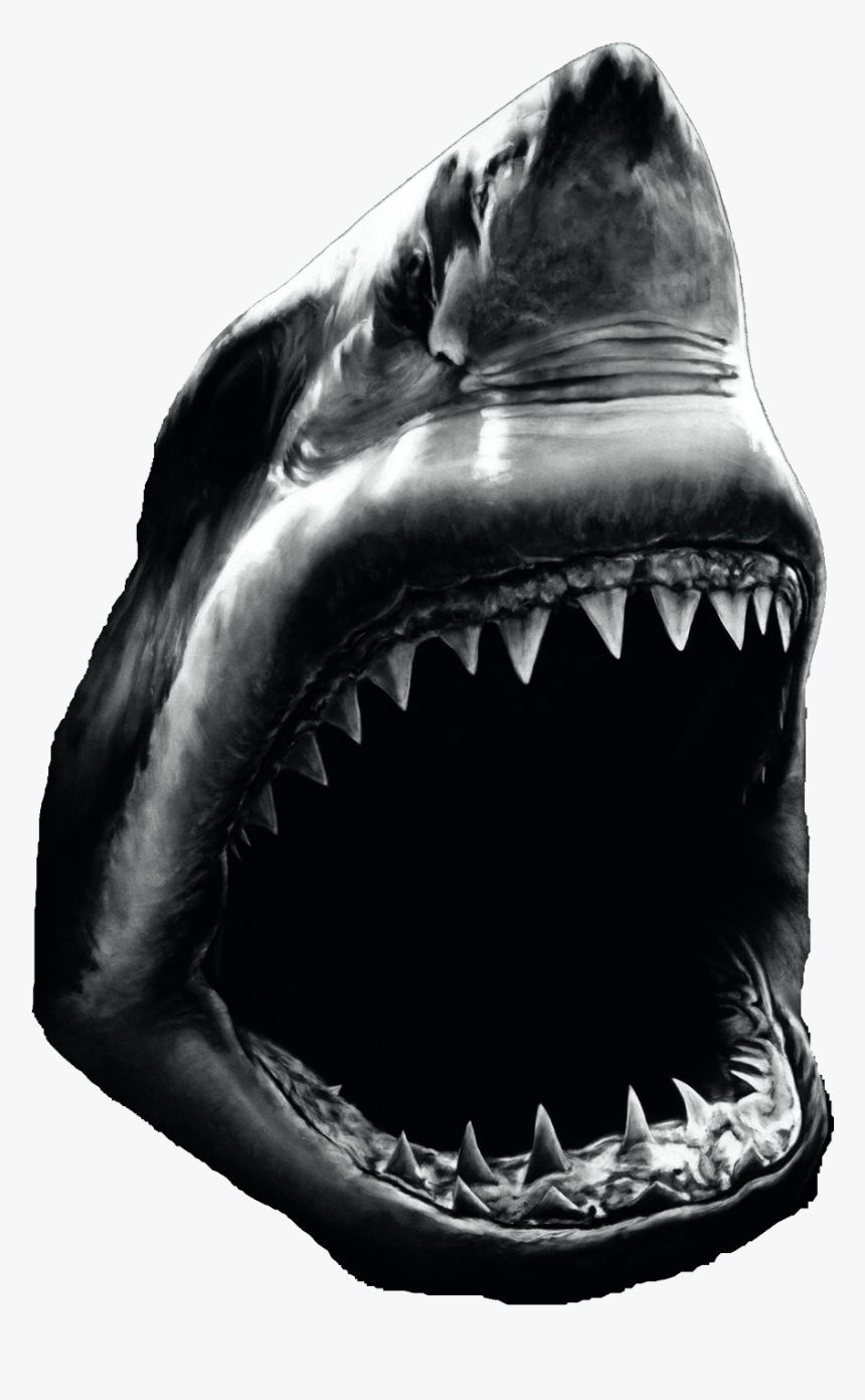High Contrast Black And White Photos Of Animals, HD Png Download, Free Download