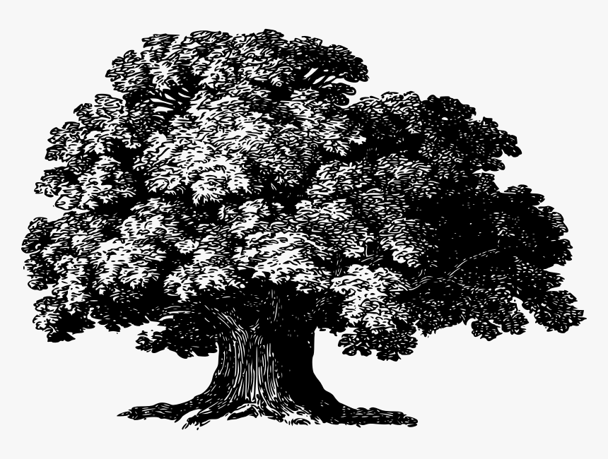 Baobab Tree - African Trees Clipart Baobab, HD Png Download, Free Download