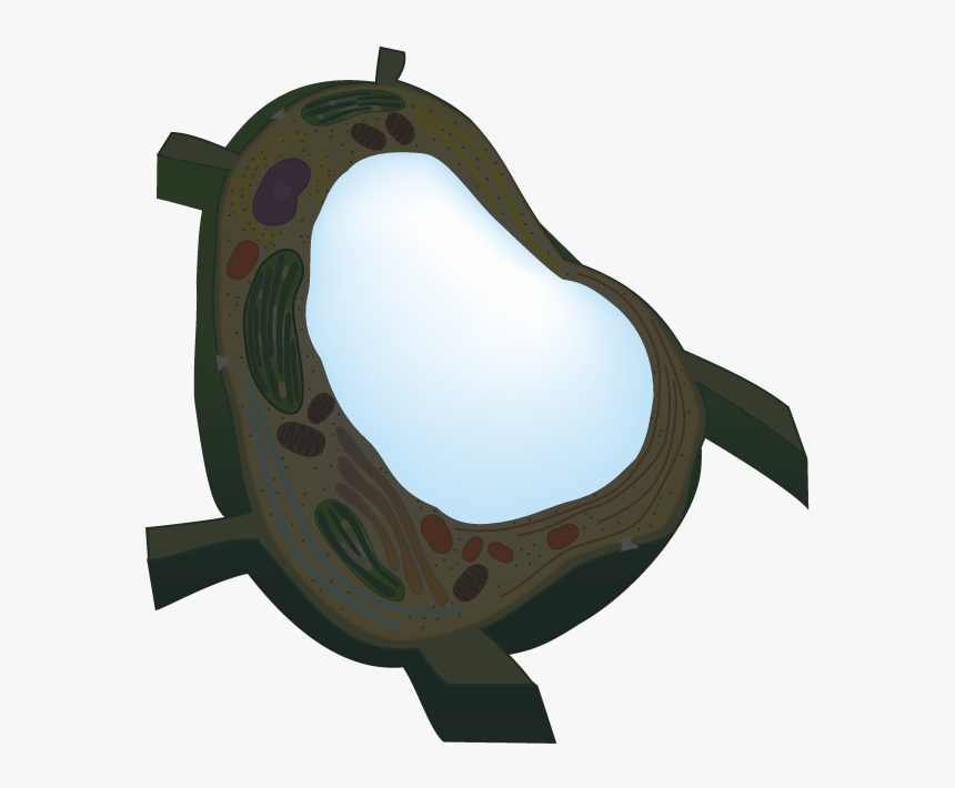 Clip Art,marine Mammal - Central Vacuole Png, Transparent Png, Free Download