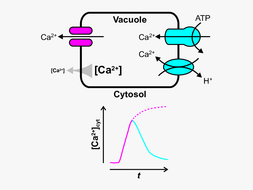 Calcium In Vacuole, HD Png Download, Free Download