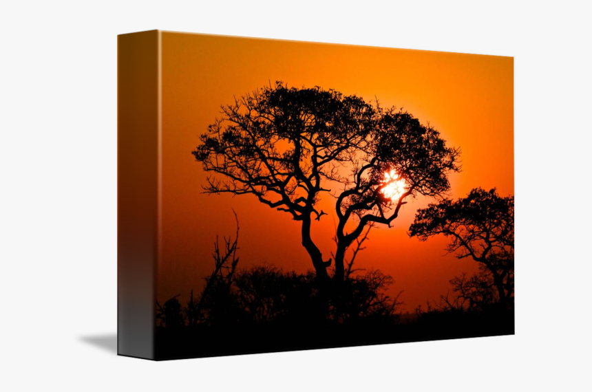 Clip Art African Tree Sunset - Silhouette, HD Png Download, Free Download
