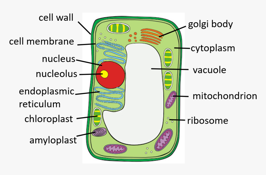 Transparent Chloroplast Png - Plant Cells Mitochondria, Png Download, Free Download
