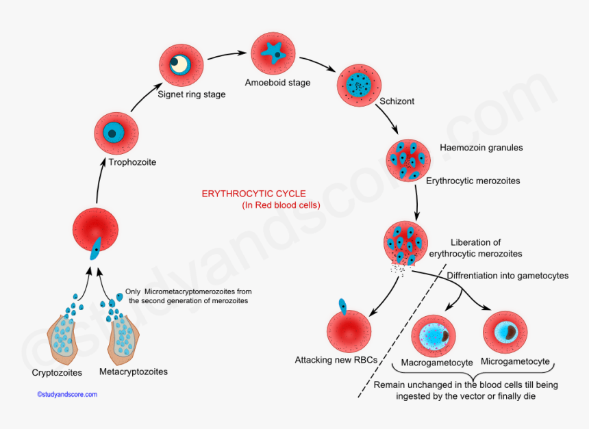 Transparent Vacuole Png - Erythrocytic Cycle Of Malaria, Png Download, Free Download