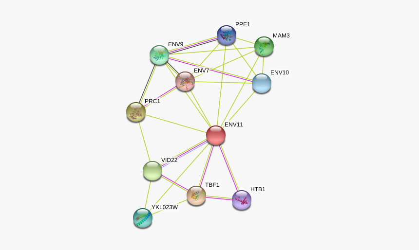 Env11 Protein - Circle, HD Png Download, Free Download