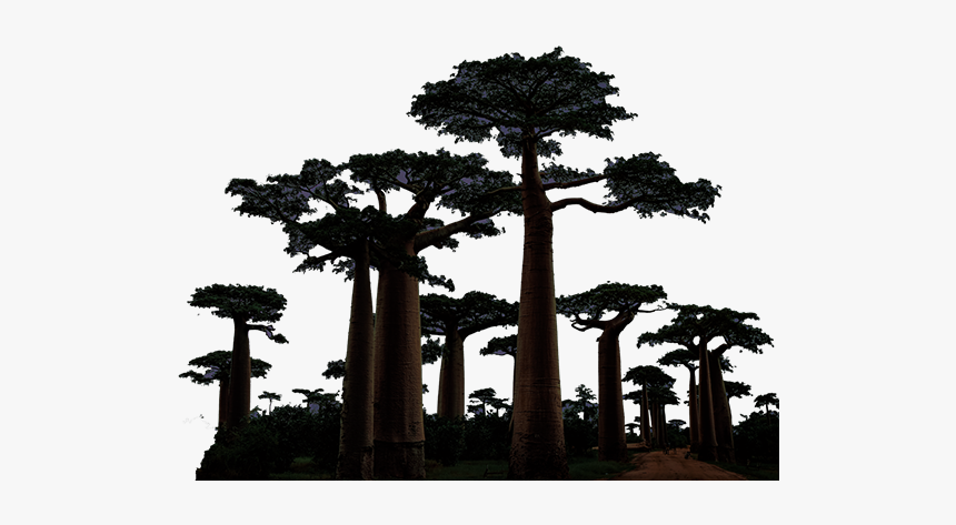 Avenue Of The Baobabs, HD Png Download, Free Download