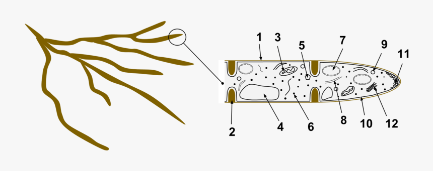 Hyphae Of Fungi, HD Png Download, Free Download