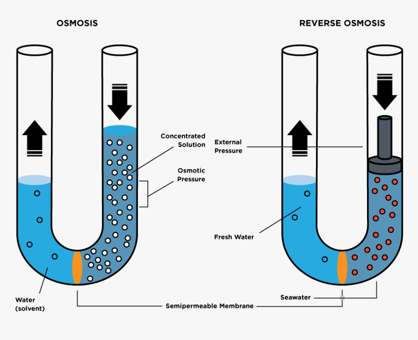 Que Consiste La Ósmosis, HD Png Download, Free Download