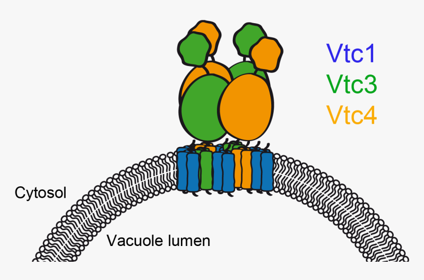 Vtc - Vtc4 Yeast, HD Png Download, Free Download