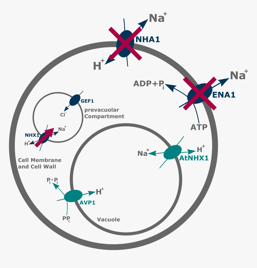 Fig 1 Ena1 And Nha1 Code The 2 Most Important Efflux, HD Png Download, Free Download