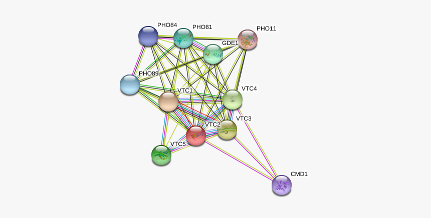 Vtc2 Protein - Circle, HD Png Download, Free Download