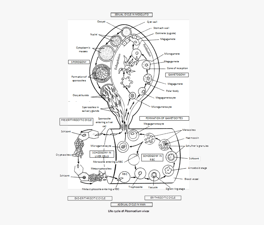 Paramecium Drawing Plasmodium - Plasmodium Vivax In Drawing, HD Png Download, Free Download