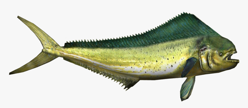 Mahi-mahi - Mahi Mahi Png, Transparent Png, Free Download