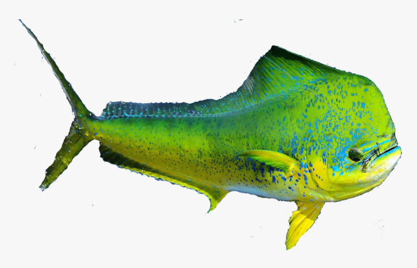 Transparent Biology Clipart - Mahi Mahi Dolphin With Transparent Background, HD Png Download, Free Download