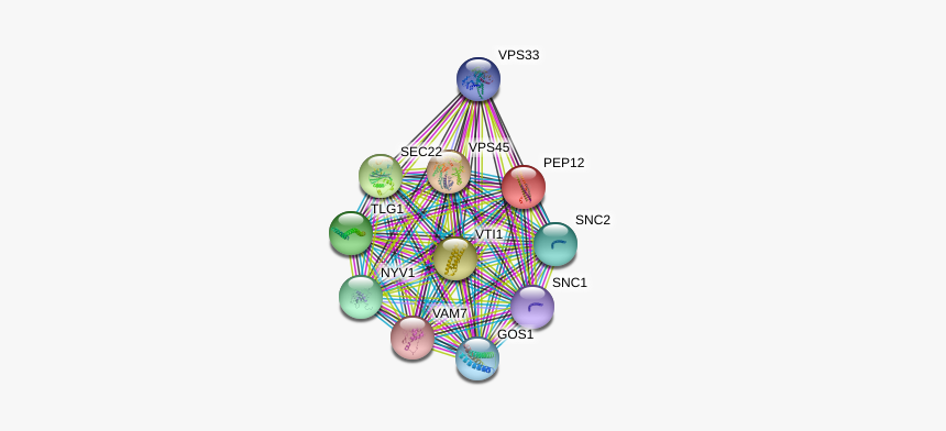 Pep12 Protein - Circle, HD Png Download, Free Download