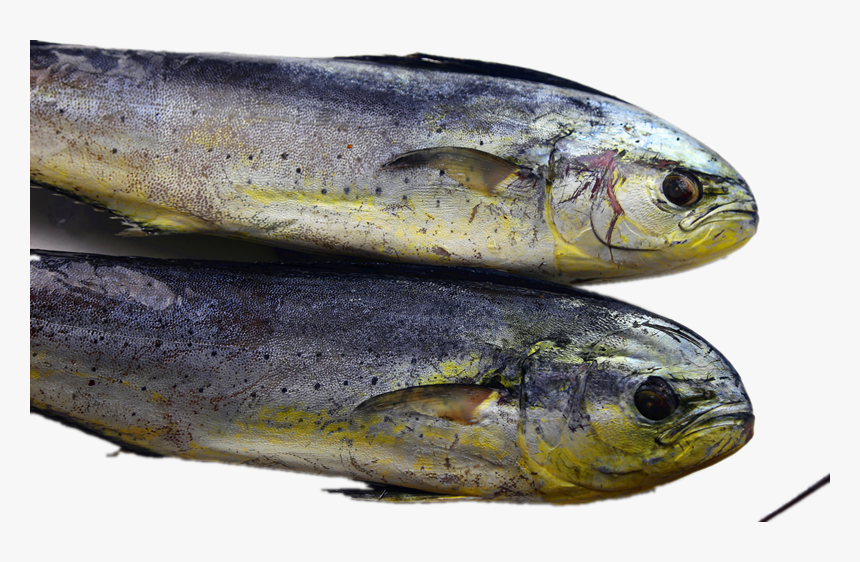 Transparent Mahi Mahi Png - Anchovy, Png Download, Free Download