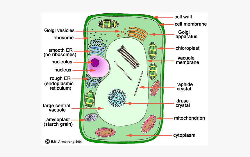 Plant Cell Organelles, HD Png Download, Free Download