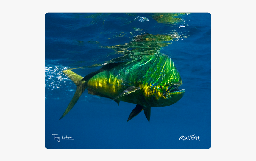 Mahi Mahi In Hawaii, HD Png Download, Free Download