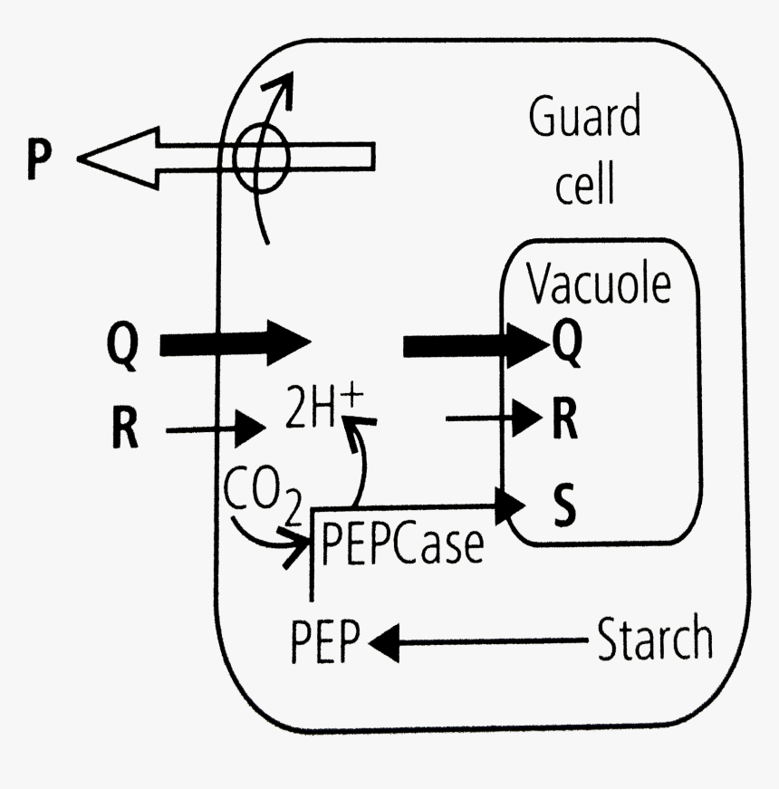 Diagram, HD Png Download, Free Download