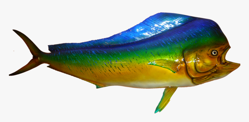 Wrasses, HD Png Download, Free Download