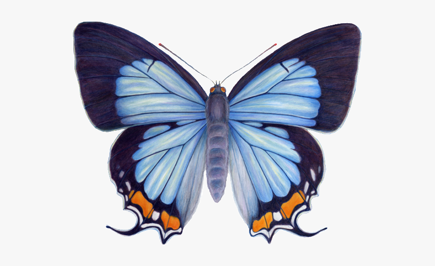 Imperial Blue Butterfly, HD Png Download, Free Download